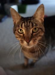 Lost Male Cat last seen Greenstone Pool & Mineral Springs Blvd, Stone Ridge, VA 20105