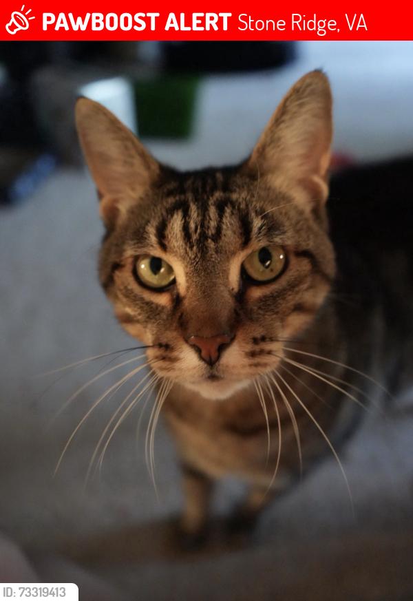 Lost Male Cat last seen Greenstone Pool & Mineral Springs Blvd, Stone Ridge, VA 20105