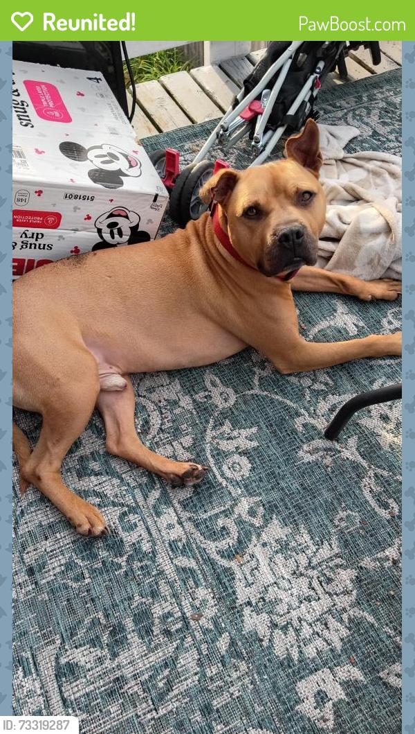 Reunited Male Dog last seen Addison and Narragansett, Chicago, IL 60634