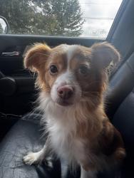Reunited Female Dog last seen Near North Forsyth High School, Winston-Salem, NC 27105