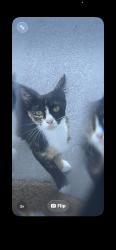 Found/Stray Female Cat last seen Aqui esta, Punta Gorda, FL 33950