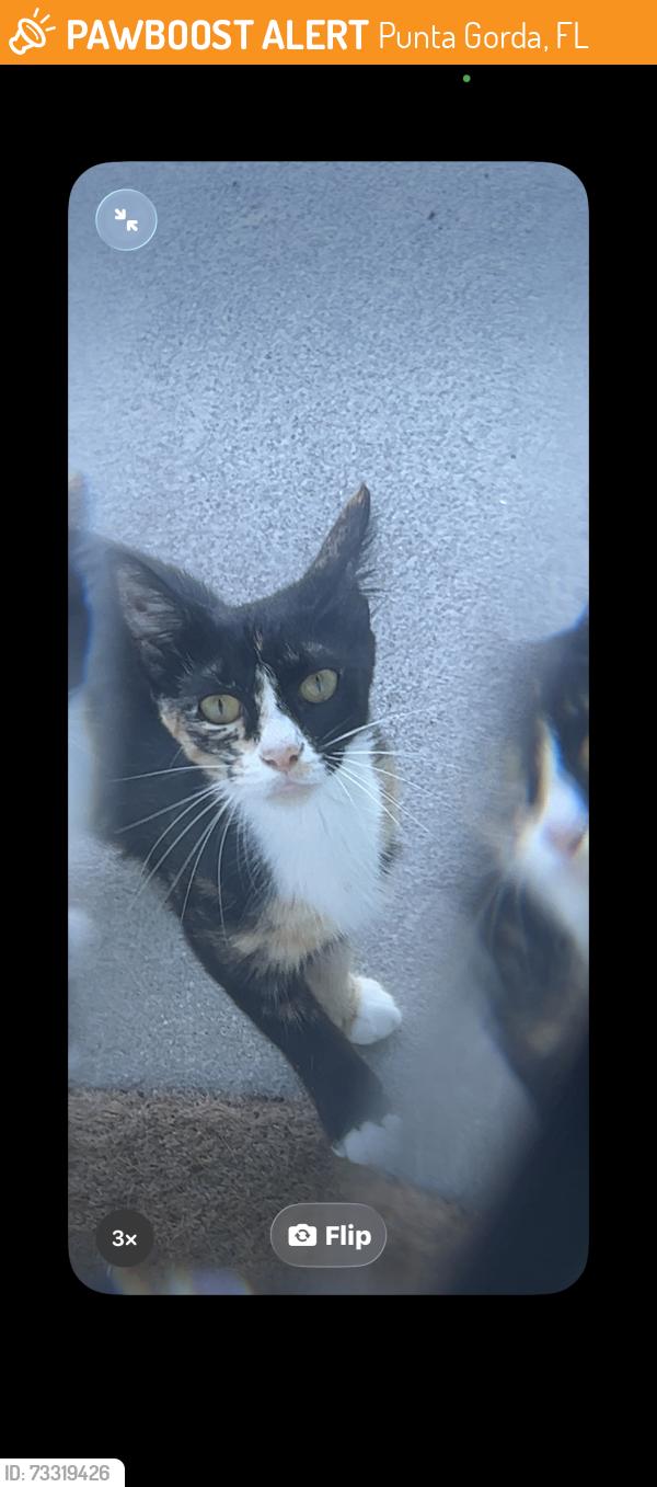 Found/Stray Female Cat last seen Aqui esta, Punta Gorda, FL 33950