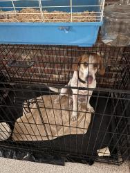 Reunited Female Dog last seen Near the Dollar Store in Pollocksville, Pollocksville, NC 28573