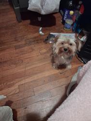 Lost Male Dog last seen Lyons and Aldinde George Washington Carver school, Aldine, TX 77037