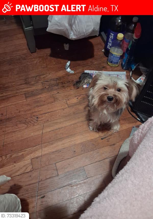 Lost Male Dog last seen Lyons and Aldinde George Washington Carver school, Aldine, TX 77037