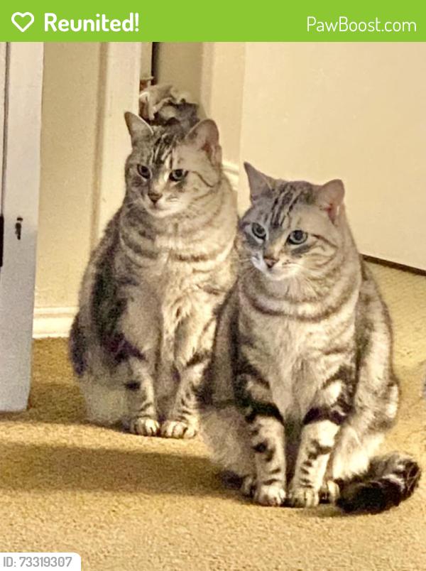 Reunited Male Cat last seen Summercrest/john jones, Burleson, TX 76028