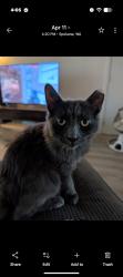 Lost Male Cat last seen Francis & Market, Spokane, WA 99208