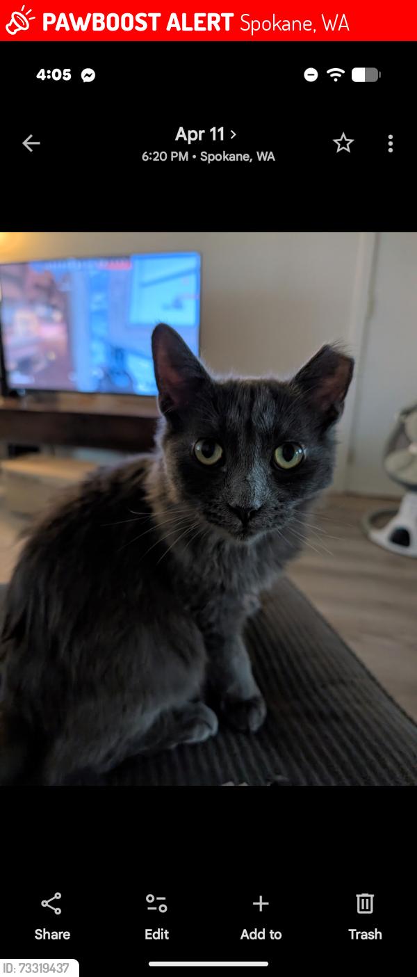 Lost Male Cat last seen Francis & Market, Spokane, WA 99208