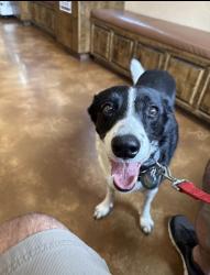 Reunited Male Dog last seen Purgatory and 306, New Braunfels, TX 78132