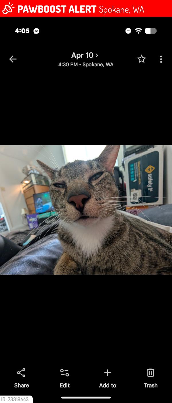 Lost Male Cat last seen Francis & Market, Spokane, WA 99208