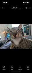 Lost Male Cat last seen Francis & Market, Spokane, WA 99208