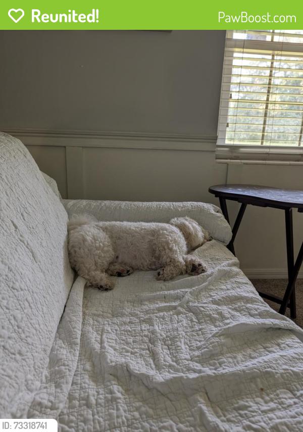 Reunited Female Dog last seen 31st ave and E Ft. king St, Ocala, FL 34470