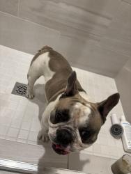 Found/Stray Male Dog last seen Near NW 207th St Miami Gardens, FL 33169 Estados Unidos, Miami Gardens, FL 33169