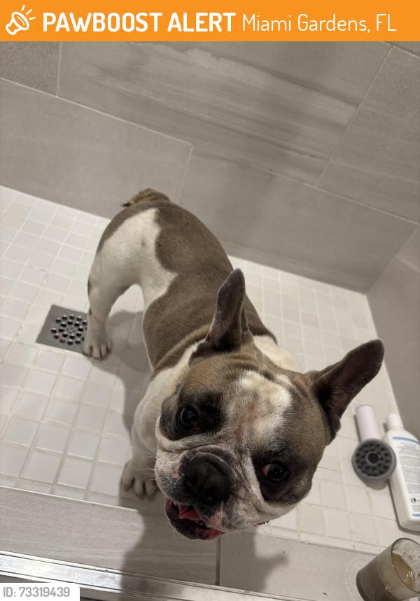 Found/Stray Male Dog last seen Near NW 207th St Miami Gardens, FL 33169 Estados Unidos, Miami Gardens, FL 33169