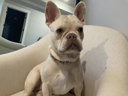 Reunited Female Dog last seen Walnut Creek neighborhood near Anderson Road, Arcadia, OK, Logan County, OK 73007