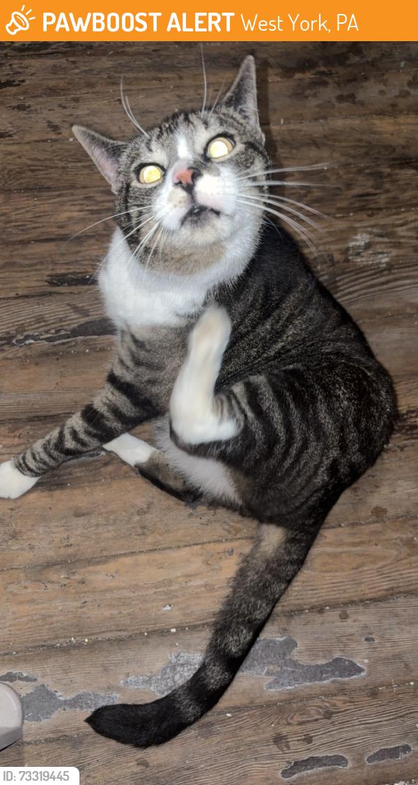 Found/Stray Male Cat last seen Near West Philadelphia st, West York, PA 17404