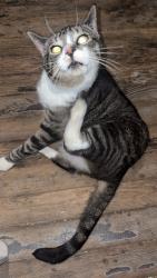 Found/Stray Male Cat last seen Near West Philadelphia st, West York, PA 17404