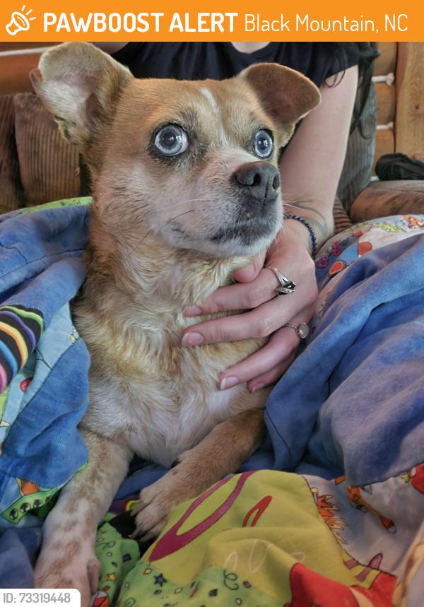Found/Stray Female Dog last seen Laurel circle drive, Black Mountain, NC 28711