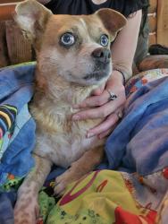Found/Stray Female Dog last seen Laurel circle drive, Black Mountain, NC 28711