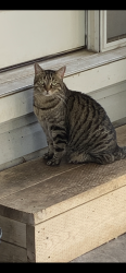 Reunited Female Cat last seen Karn road & David street, Ingersoll, ON 