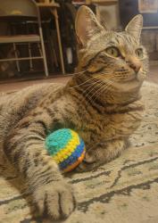 Reunited Male Cat last seen Telephone and Johnson, Ventura, CA 93003