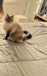 Reunited Female Cat last seen Lake Horizon and Live Oak Pass, San Antonio, TX 78244