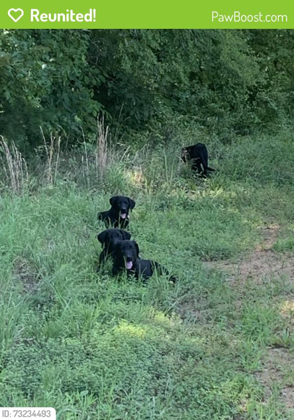 Reunited Female Dog last seen Near Phillips Trail, Virgilina, last seen on easement Road partially up driveway to farmhouse On Left, Virgilina, VA 24598