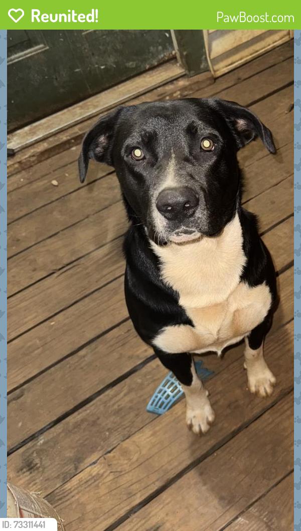 Reunited Male Dog last seen Wolfe lane and hwy 64, New Chapel Hill, TX 75707