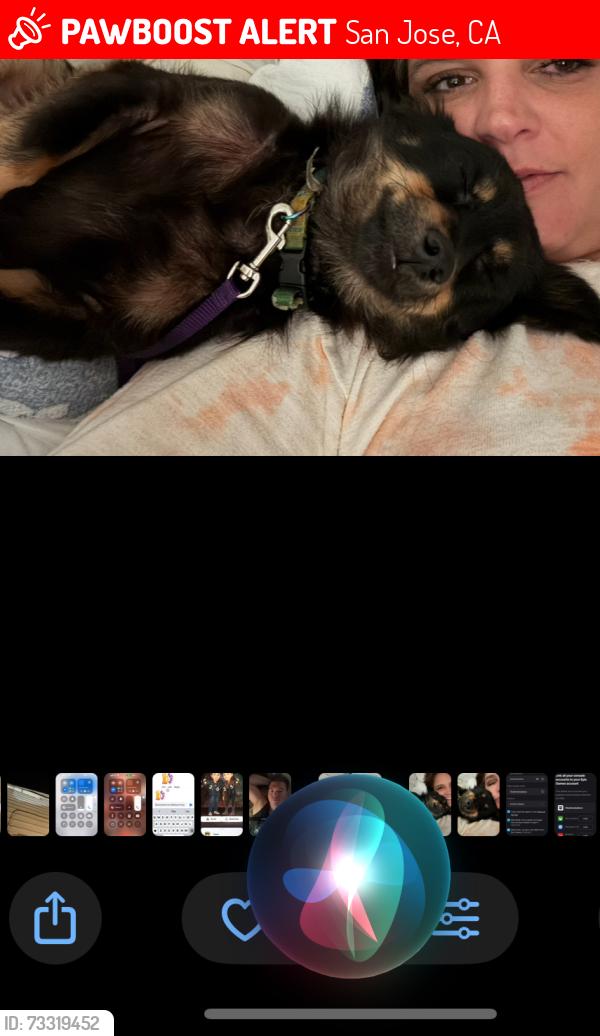 Lost Male Dog last seen San Jose , San Ramon , or Alamo ., San Jose, CA 95112
