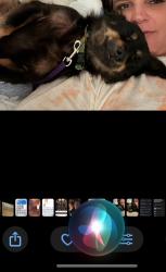 Lost Male Dog last seen San Jose , San Ramon , or Alamo ., San Jose, CA 95112