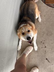 Reunited Male Dog last seen Wageman and Preminger Dr, Colorado Springs, CO 80911
