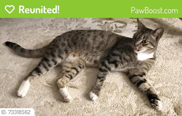 Reunited Female Cat last seen Sunflower and Gloxina Streets, Encinitas, CA 92024