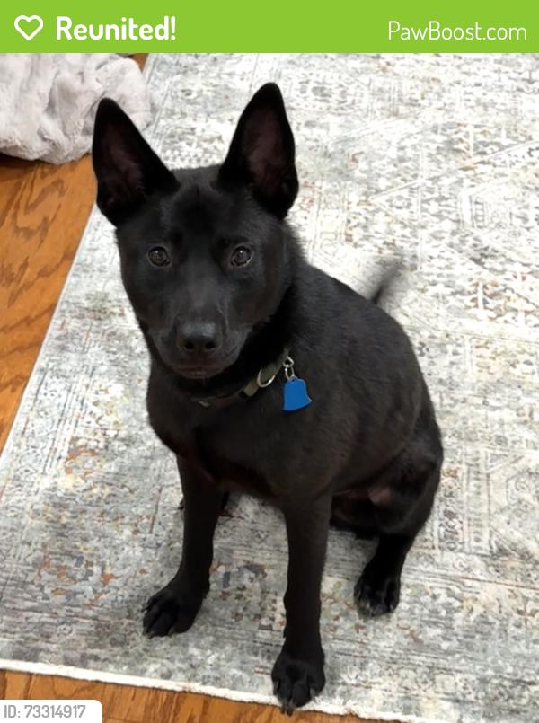Reunited Male Dog last seen Valmar and 3rd St, Little Rock, AR 72203