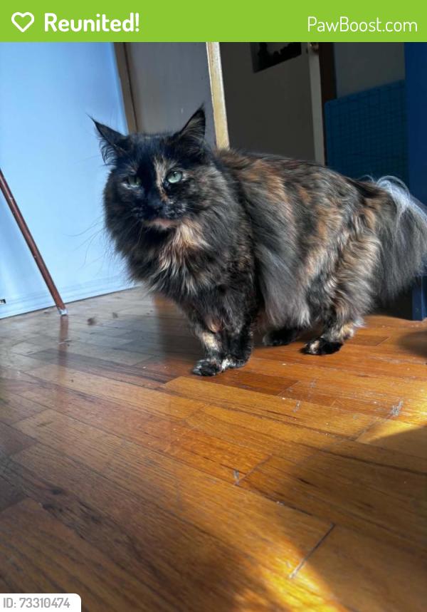 Reunited Female Cat last seen East 13th and woodland, Vancouver, BC V5N 2B6