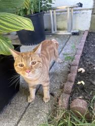 Reunited Male Cat last seen Emily St, Philadelphia, PA, USA, Philadelphia, PA 19145