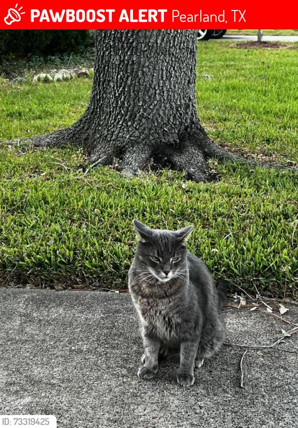 Lost Male Cat last seen Near Chesterwood Dr, Pearland, TX 77581, Pearland, TX 77581