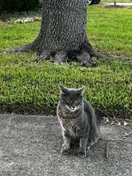 Lost Male Cat last seen Near Chesterwood Dr, Pearland, TX 77581, Pearland, TX 77581