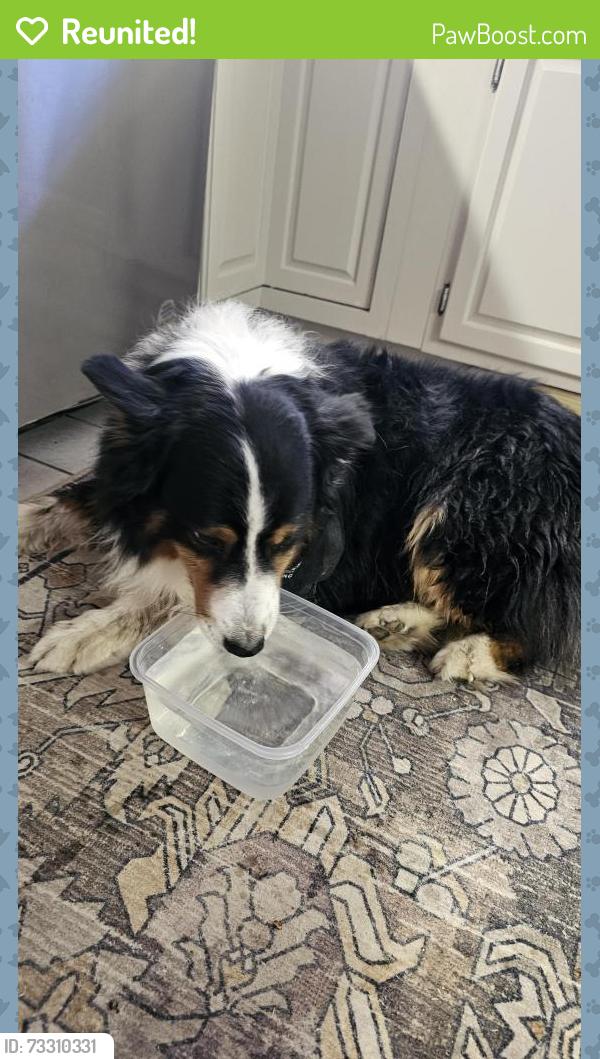 Reunited Male Dog last seen Waterview Rd 73170, Oklahoma City, OK 73170