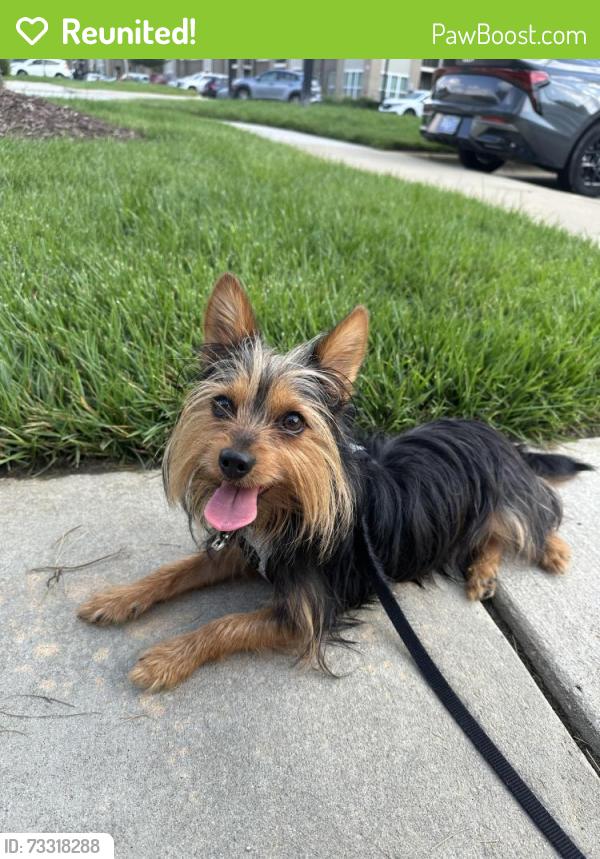 Reunited Male Dog last seen Last seen at the address moving south through backyards, High Ridge, MO 63049
