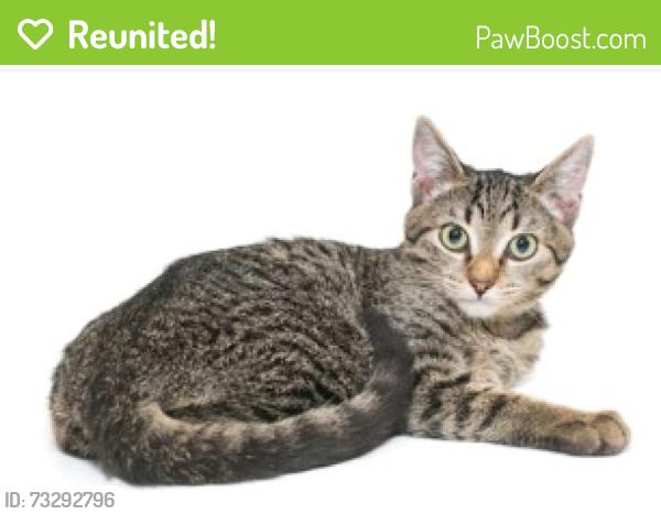 Reunited Female Cat last seen Near Beltway Dr, Addison, TX 75001, Addison, TX 75001