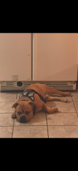 Lost Male Dog last seen St. Mary’s road, Columbus, GA 31907