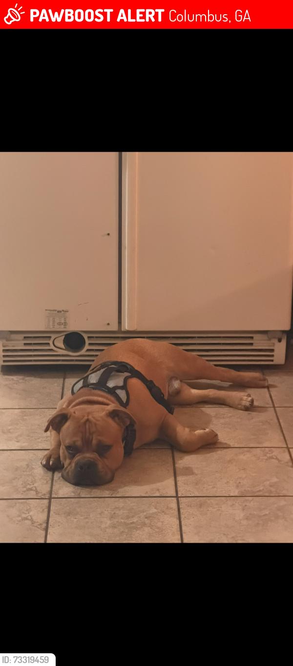 Lost Male Dog last seen St. Mary’s road, Columbus, GA 31907