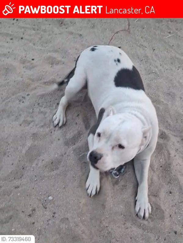 Lost Female Dog last seen Sierra highway and Avenue j, Lancaster, CA 93534