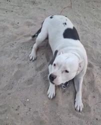 Lost Female Dog last seen Sierra highway and Avenue j, Lancaster, CA 93534