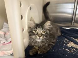 Shelter Stray Male Cat last seen Near BLOCK N 21ST ST, 3839 W Burnham St, West Milwaukee, WI 53215, USA