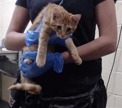 Shelter Stray Male Cat last seen Near BLOCK W BAYAUD AVE, DENVER CO 80223, 1241 W Bayaud Ave, Denver, CO 80223, USA