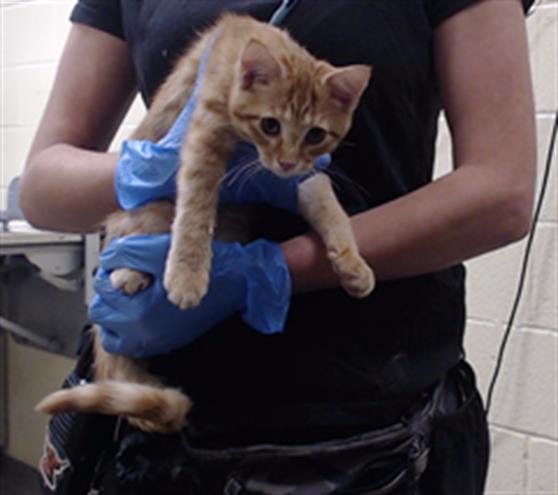Shelter Stray Male Cat last seen Near BLOCK W BAYAUD AVE, DENVER CO 80223, 1241 W Bayaud Ave, Denver, CO 80223, USA