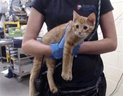 Shelter Stray Male Cat last seen Near BLOCK W BAYAUD AVE, DENVER CO 80223, 1241 W Bayaud Ave, Denver, CO 80223, USA