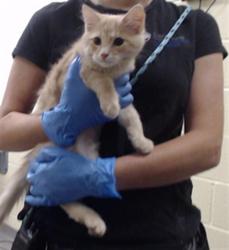Shelter Stray Male Cat last seen Near BLOCK W BAYAUD AVE, DENVER CO 80223, 1241 W Bayaud Ave, Denver, CO 80223, USA