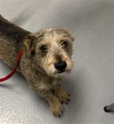 Shelter Stray Male Dog last seen HAYSTACK RD AND HAYSTACK CT, CASTLE ROCK, 4556 Castleton Ct, Castle Rock, CO 80109, USA